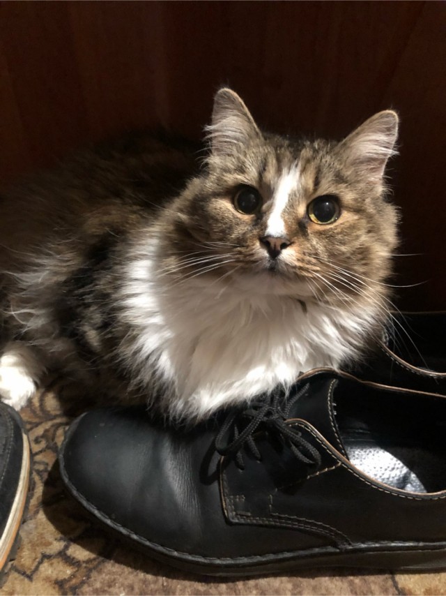 Котовторник