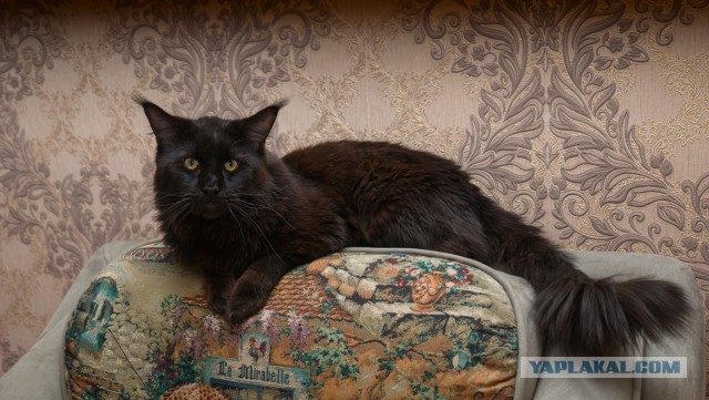 Котоманы, как не разориться на кормежке котов?
