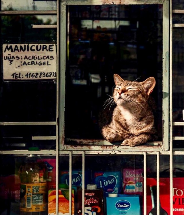К котофторнику