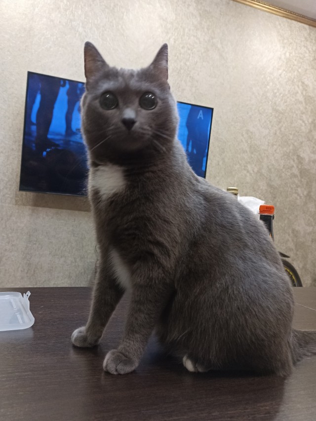 Прогнать кота невозможно