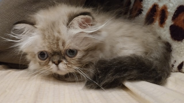 На котовторник