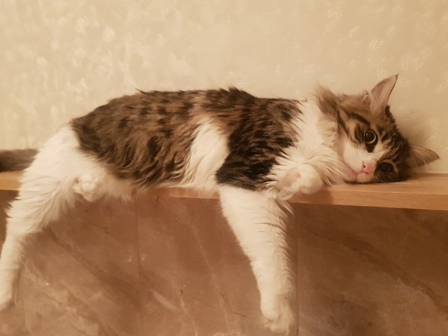 Моя прелесть