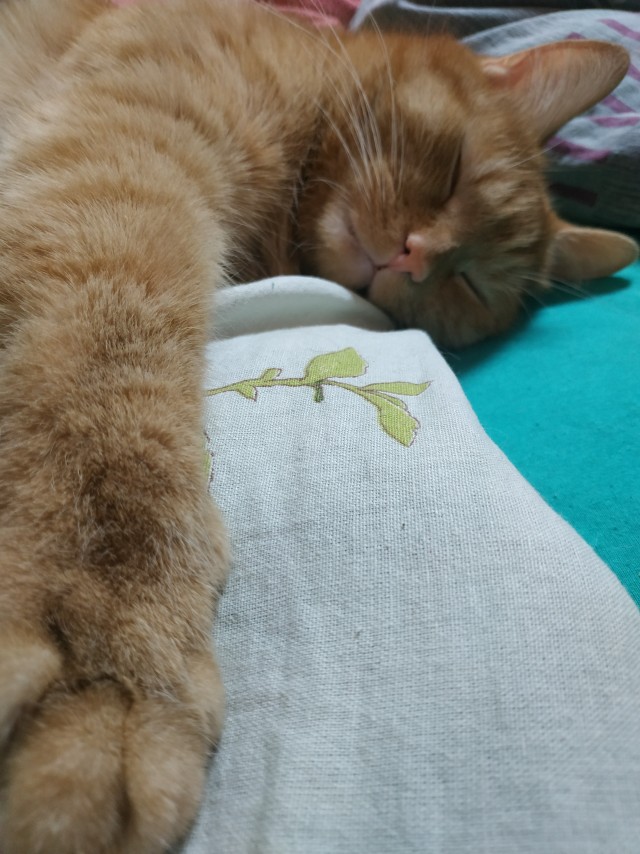 Котовторник 18.10.22