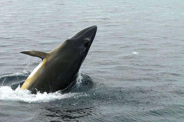 Северный ледовитый океан