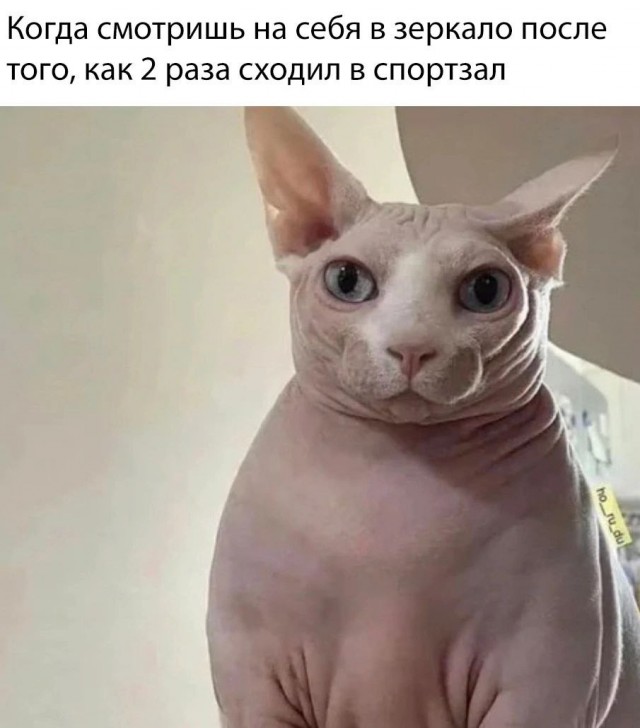 Весёлый полтишок 10.11.22
