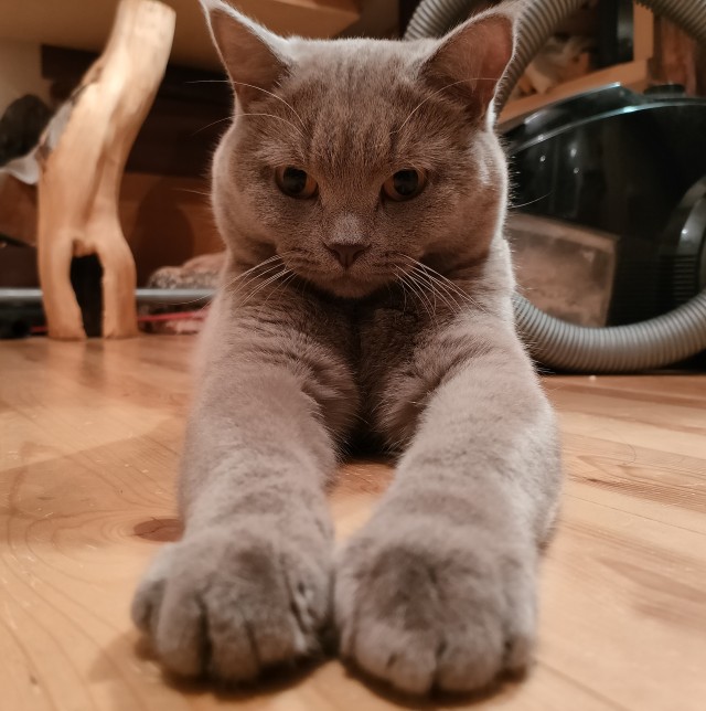 Вторник, ваши коты и кошки в студию