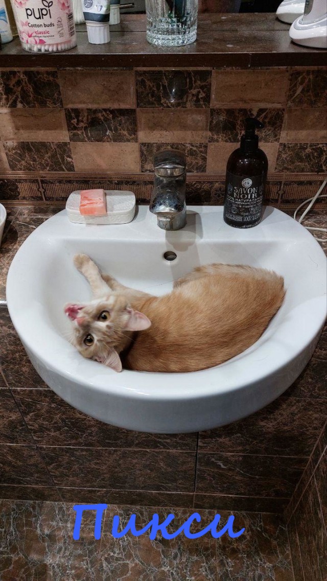 Жизнь домашнего приюта "Котоленд" 369