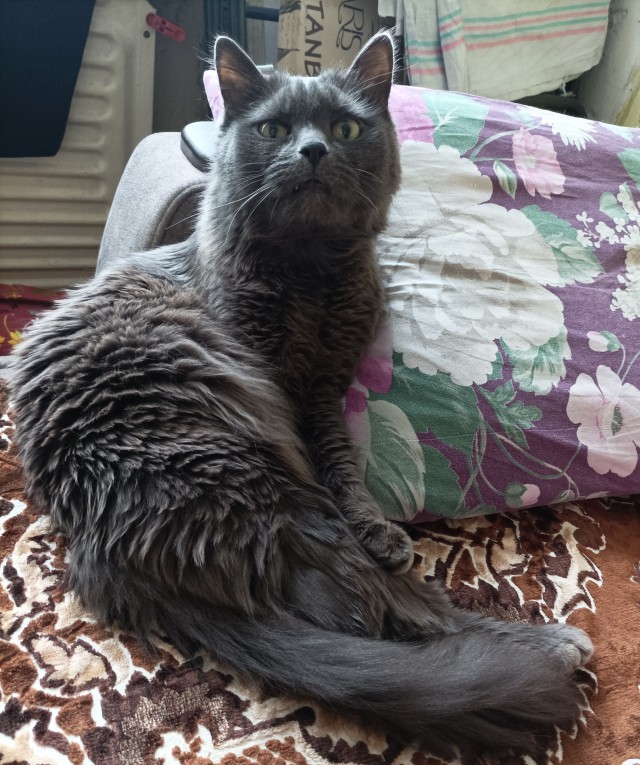 Котодракула