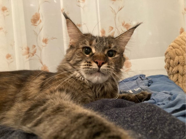 Коточетверг!