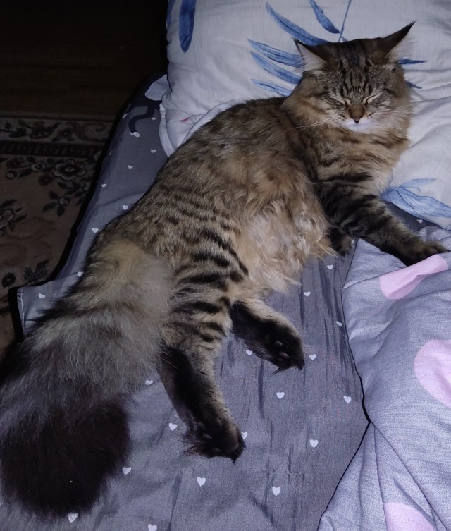 Коты-работяги
