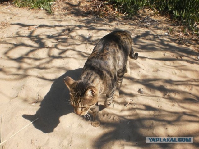 Котики Стамбула
