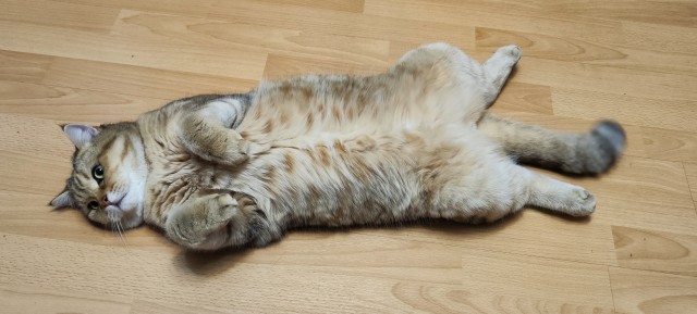 Красота диких кошек