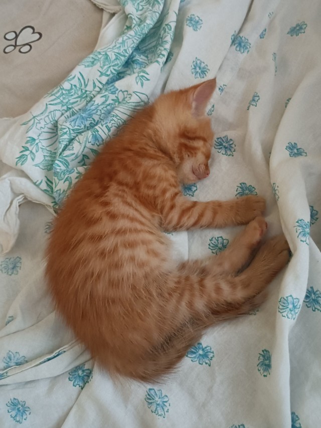 Котовторник Рыжих