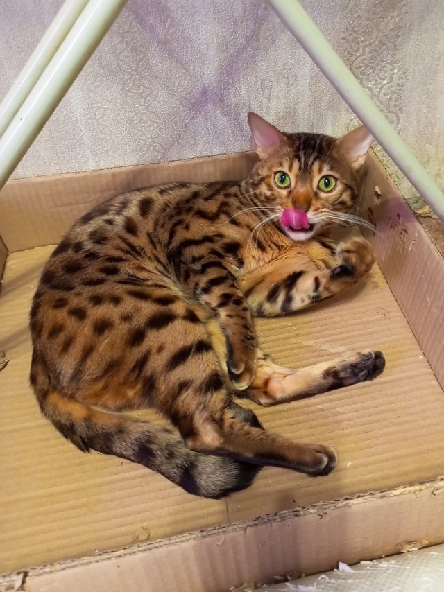 Купил коту новую игрушку