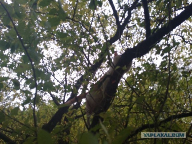 Жизнь домашнего приюта для котеек 466