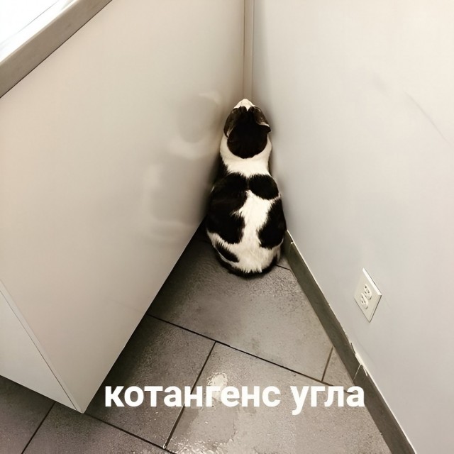 Котокартинки