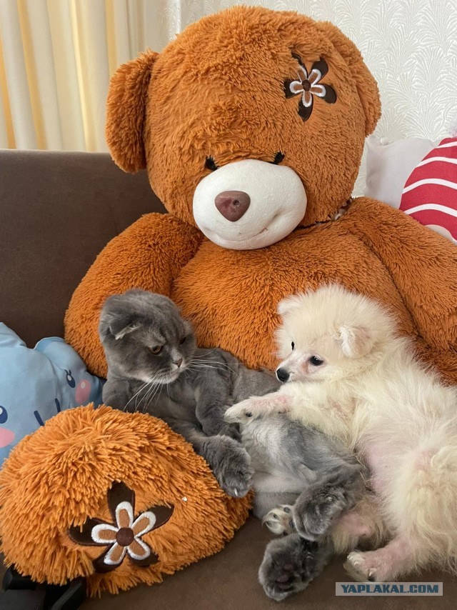 Моника