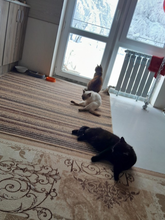 Новый хозяин