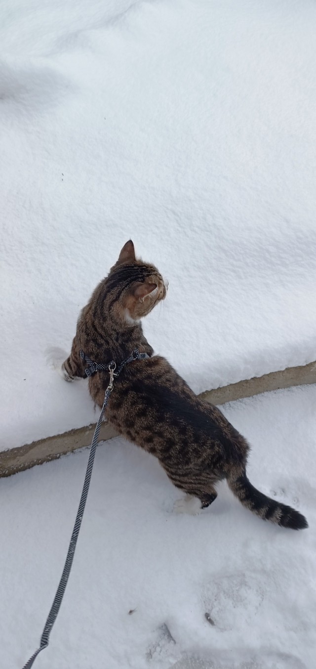 Котики из снега и котики на снегу