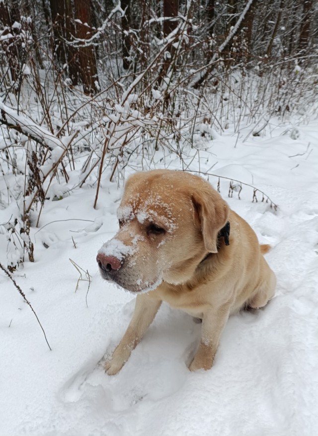 Собакочетверг