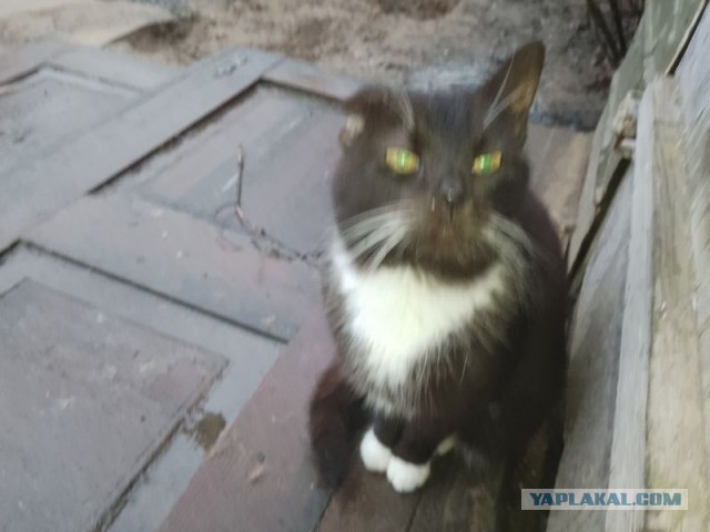 Жизнь домашнего приюта для котеек 484