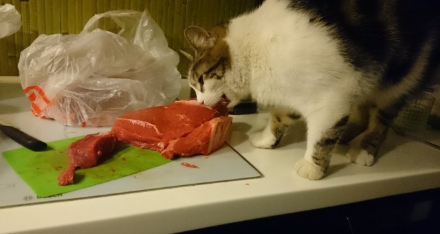 Мы с котом вдвоём