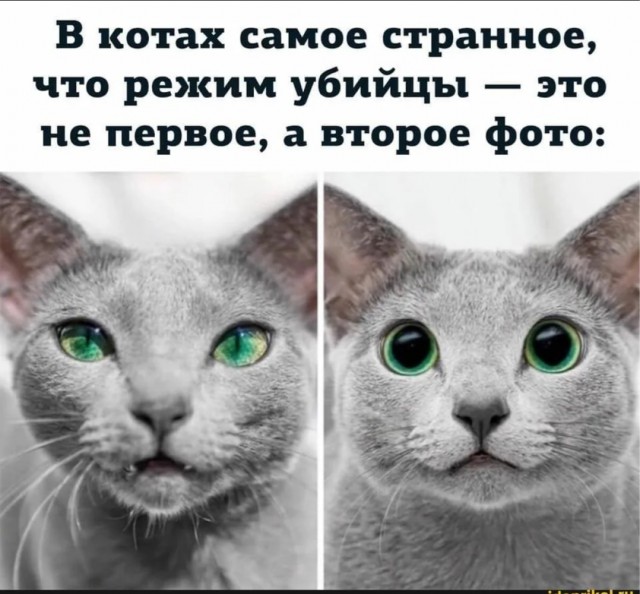 Детёныш леопарда на осмотре у ветеринаров