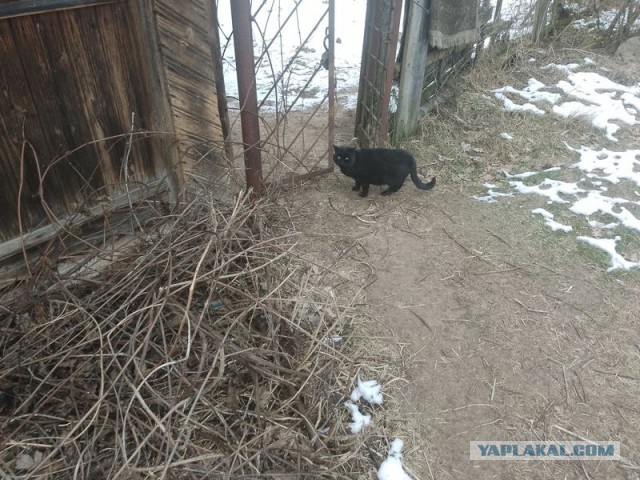Жизнь домашнего приюта для котеек 533