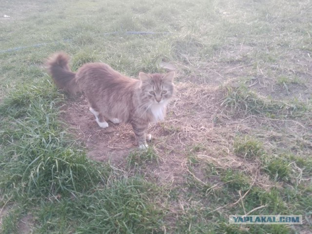 Жизнь домашнего приюта для котеек 540