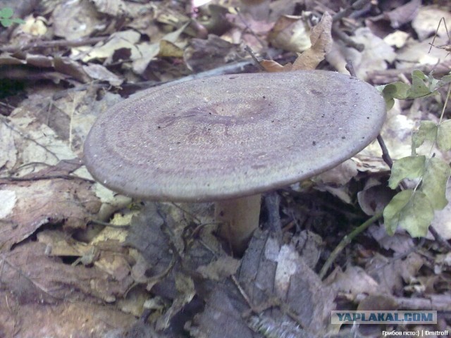 Поход за грибами,