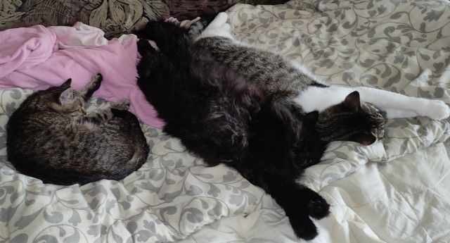 Кошки - облигатные хищники! К котовторнику