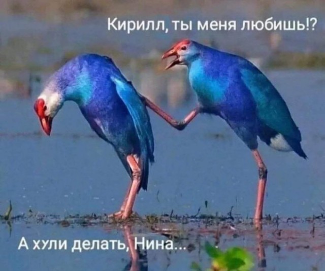 Картиночки, баянчики 11 декабря