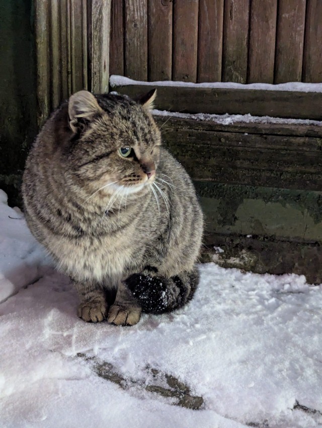 Котики