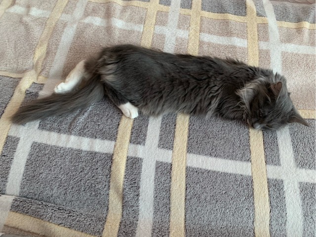 А котовторник уже пришёл?