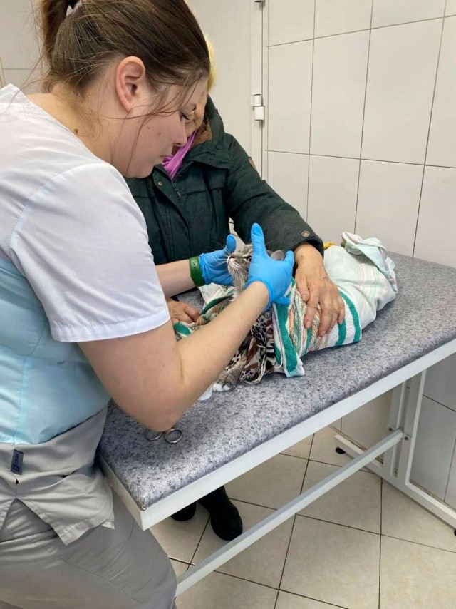 Иркутская пенсионерка случайно постирала кота вместе со шторами
