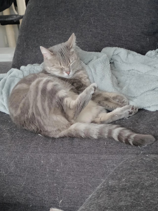 Рандомных фото котов тред
