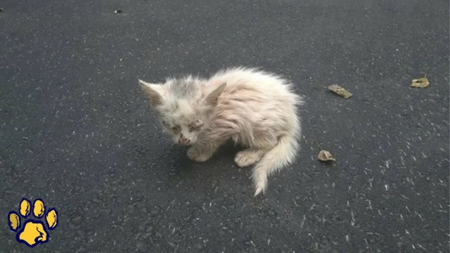Котенок …