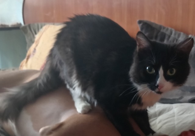 Котовторник. Маруселла.