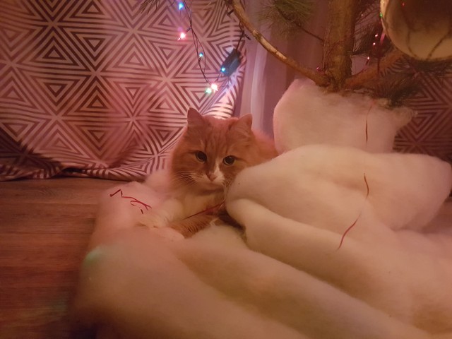 Котовторник же, почему бы и нет