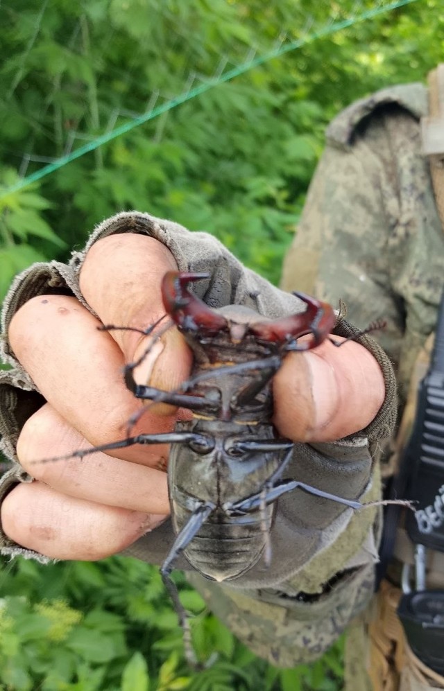 Природные мультитулы