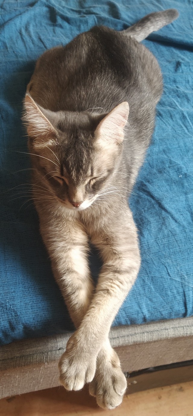 Котовторник сегодня