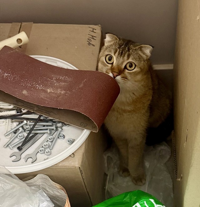 Котовторник и кошка