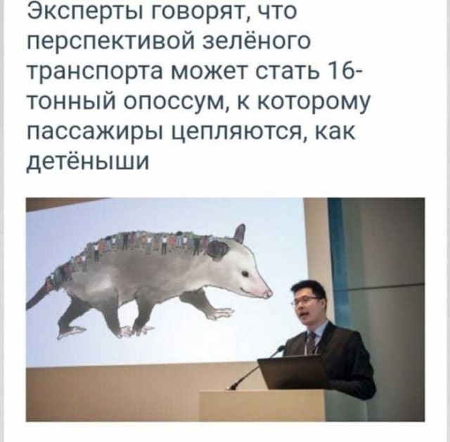 Котики