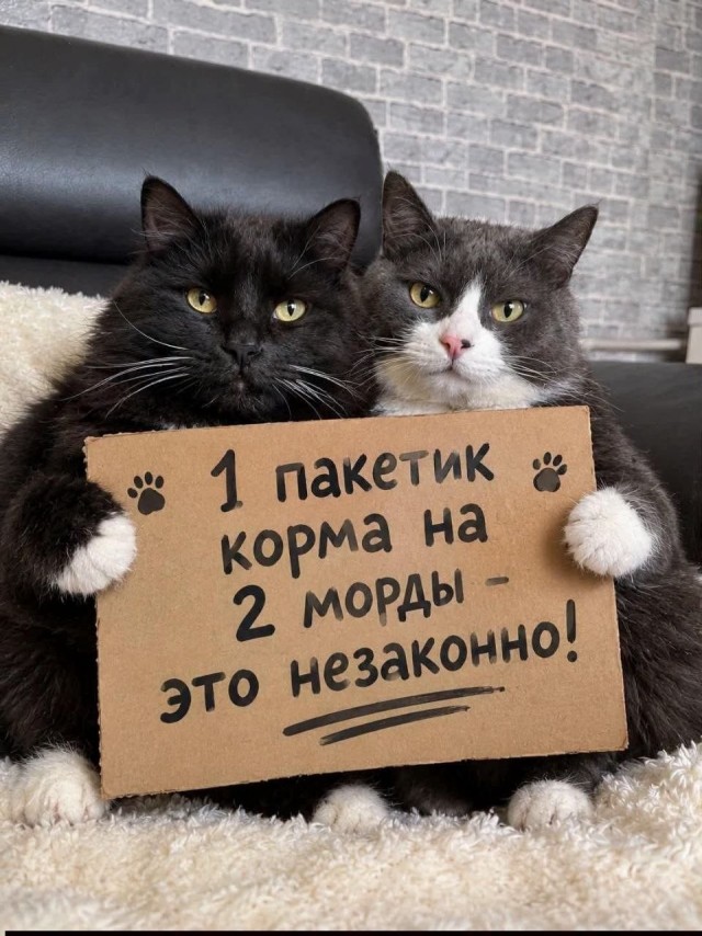 Картинки для деградации 293 (разной степени свежести)