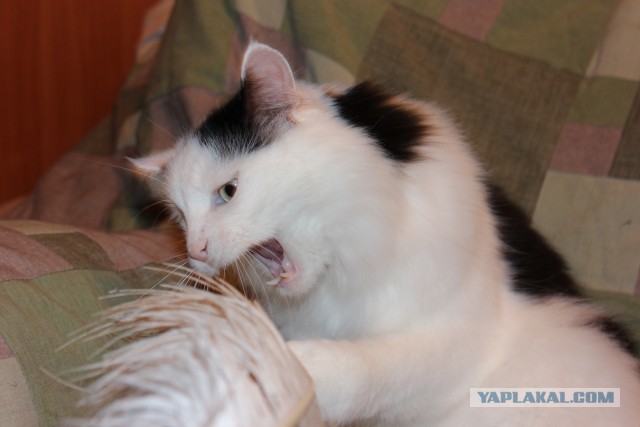 Котовторник 17.09.2013