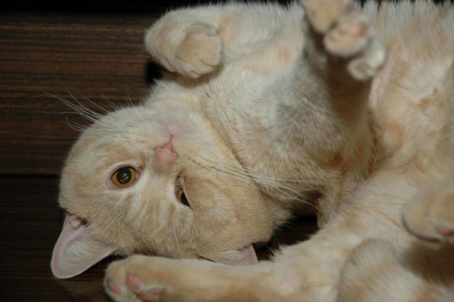 Котейка, который не знает как лежат котейки