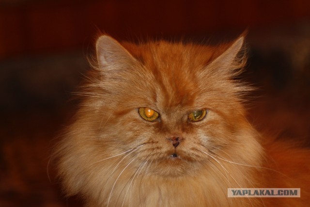 Котовторник 8.10.2013