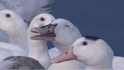 Гусь облегчился в водоем