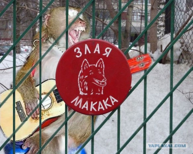 Осторожно! Смешная собака