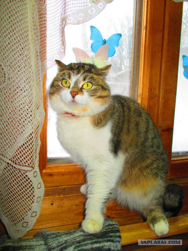 Котовторник  28.01.14